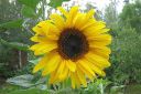 Auringonkukka2C_Helianthus_annuus_IMG_5031.jpg