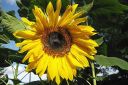 Auringonkukka2C_Helianthus_annuus_IMG_5164.jpg