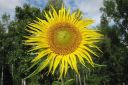 Auringonkukka2C_Helianthus_annuus_IMG_5591.jpg