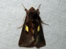 Autographa_bractea_laikkupronssiyokkonen_IMG_0556.jpg