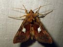 Autographa_bractea_laikkupronssiyokkonen_IMG_2701.jpg