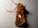 Autographa_bractea_laikkupronssiyokkonen_IMG_6102.JPG