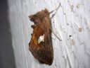 Autographa_bractea_laikkupronssiyokkonen_IMG_7442.JPG