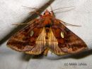 Autographa_excelsa_idanpronssiyokkonen-17_8_2015.JPG