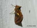 Autographa_excelsa_idanpronssiyokkonen_29_7_2014.jpg