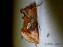 Autographa_excelsa_idanpronssiyokkonen_7_8_2015.JPG