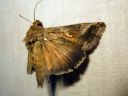 Autographa_gamma_gammayokkonen_IMG_0559.JPG