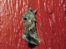 Tiedostonimi=Autographa_gamma_gammayokkonen_IMG_2527.jpg
Tiedostokoko=88kt
Koko=600x450
Lisätty=02.03.2017 Autographa_gamma_gammayokkonen_IMG_2527.jpg