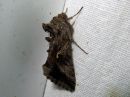 Autographa_gamma_gammayokkonen_IMG_2605.jpg