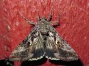 Autographa_gamma_gammayokkonen_IMG_2608.jpg