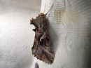 Autographa_gamma_gammayokkonen_IMG_4139.jpg