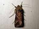 Autographa_gamma_gammayokkonen_IMG_7036.JPG