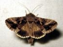 Autographa_gamma_gammayokkonen_IMG_7049.jpg