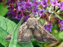 Autographa_gamma_gammayokkonen_IMG_8382.jpg