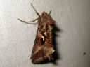 Autographa_gamma_gammayokkonen_IMG_9128.JPG