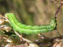 Autographa_gamma_larva_gammayokkonen_toukka_IMG_0121.JPG