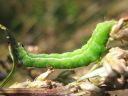 Autographa_gamma_larva_gammayokkonen_toukka_IMG_0123.JPG