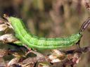 Autographa_gamma_larva_gammayokkonen_toukka_IMG_0126.JPG