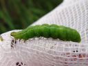 Autographa_gamma_larva_gammayokkonen_toukka_IMG_0178.JPG