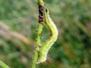 Autographa_gamma_larva_gammayokkonen_toukka_IMG_2194.JPG