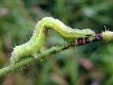 Autographa_gamma_larva_gammayokkonen_toukka_IMG_2197.JPG