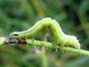 Autographa_gamma_larva_gammayokkonen_toukka_IMG_2199.JPG