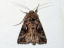 Autographa_mandarina_siperianvaskiyokkonen_IMG_0934.JPG