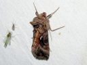 Autographa_mandarina_siperianvaskiyokkonen_IMG_0952.JPG