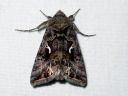 Autographa_mandarina_siperianvaskiyokkonen_IMG_5714.JPG