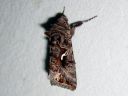 Autographa_mandarina_siperianvaskiyokkonen_IMG_5731.JPG