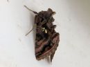 Autographa_pulchrina_kirjovaskiyokkonen_IMG_2538.jpg