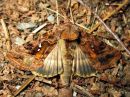 Tiedostonimi=Autographa_pulchrina_kirjovaskiyokkonen_IMG_4083.jpg
Tiedostokoko=106kt
Koko=600x450
Lisätty=02.02.2020 Autographa_pulchrina_kirjovaskiyokkonen_IMG_4083.jpg