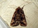 Autographa_pulchrina_kirjovaskiyokkonen_IMG_5379.jpg