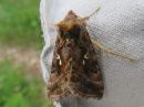 Autographa_pulchrina_kirjovaskiyokkonen_IMG_6204.jpg