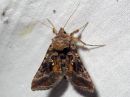 Autographa_pulchrina_kirjovaskiyokkonen_IMG_6730.jpg