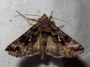 Autographa_pulchrina_kirjovaskiyokkonen_IMG_7058.jpg