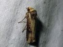 Tiedostonimi=Axylia_putris_rosoyokkonen_IMG_9850.jpg
Tiedostokoko=87kt
Koko=600x450
Lisätty=03.03.2017 Axylia_putris_rosoyokkonen_IMG_9850.jpg