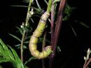 Biston_betularius_larva_koivumittari_toukka_IMG_2769.jpg