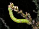Tiedostonimi=Biston_betularius_larva_koivumittari_toukka_IMG_3389.jpg
Tiedostokoko=61kt
Koko=600x450
Lisätty=26.04.2020 Biston_betularius_larva_koivumittari_toukka_IMG_3389.jpg