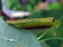 Tiedostonimi=Biston_betularius_larva_koivumittari_toukka_IMG_6365.jpg
Tiedostokoko=60kt
Koko=600x450
Lisätty=26.04.2020 Biston_betularius_larva_koivumittari_toukka_IMG_6365.jpg