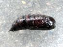 Biston_betularius_pupa_koivumittari_kotelo_IMG_5551.JPG