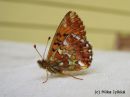 Boloria_aquilonaris_suohopeatapla_19_6_2014_28229.JPG