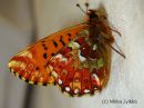 Boloria_aquilonaris_suohopeatapla_2_7_2015_28229.jpg