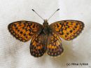 Boloria_eunomia_ramehopeatapla_19_6_2014.jpg