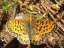 Boloria_euphrosyne_pursuhopeatapla_IMG_1702.jpg