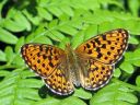 Boloria_euphrosyne_pursuhopeatapla_IMG_1712.jpg