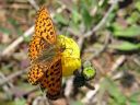 Tiedostonimi=Boloria_euphrosyne_pursuhopeatapla_IMG_3046.jpg
Tiedostokoko=68kt
Koko=600x450
Lisätty=27.02.2011 Boloria_euphrosyne_pursuhopeatapla_IMG_3046.jpg
