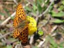 Boloria_euphrosyne_pursuhopeatapla_IMG_3046.jpg