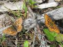 Tiedostonimi=Boloria_euphrosyne_pursuhopeatapla_IMG_3133.jpg
Tiedostokoko=133kt
Koko=600x450
Lisätty=27.02.2011 Boloria_euphrosyne_pursuhopeatapla_IMG_3133.jpg
