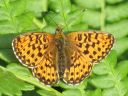 Boloria_euphrosyne_pursuhopeatapla_IMG_4607.jpg